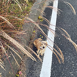 ススキ/カニンヘンダックス/犬を２匹飼っています/お散歩で見つけたもの/みなさんの素敵なインテリアに癒されてます...などのインテリア実例 - 2020-12-08 20:55:23