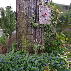 アートのある暮らし/ハウスエントランス/枕木エントランス/garden/お気に入りに囲まれて暮らす...などのインテリア実例 - 2022-10-14 13:00:17