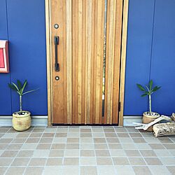玄関/入り口/流木/ブルーの外壁/ハワイの植物/ガーデニングのインテリア実例 - 2015-08-22 13:36:33
