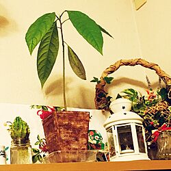 棚/花のある暮らし/観葉植物のインテリア実例 - 2017-03-19 02:02:39
