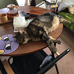 円形テーブル/ダイニングテーブル/猫のいる日常/猫との生活/猫...などのインテリア実例 - 2019-10-13 16:21:32