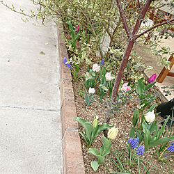 玄関/入り口/植物と暮らす/花のある暮らし/花壇のインテリア実例 - 2020-03-23 22:16:47