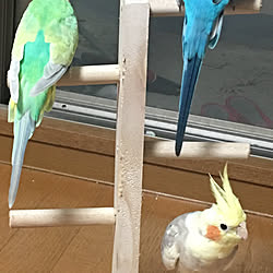 棚/オカメインコと暮らすのインテリア実例 - 2017-10-15 20:08:44