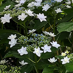 地植え/いいね！ありがとうございます♪/紫陽花 隅田の花火/紫陽花♡/庭のある暮らし...などのインテリア実例 - 2021-06-02 13:25:25