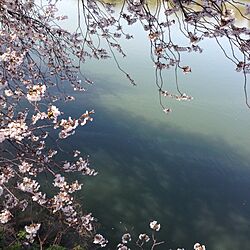 お花見/桜のインテリア実例 - 2014-04-01 15:54:20