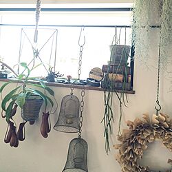 壁/天井/食虫植物/ネペンテス/ワイヤーかごを何となく作った/多肉植物...などのインテリア実例 - 2016-03-25 11:11:42