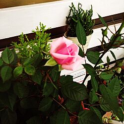 玄関/入り口/植物のインテリア実例 - 2014-05-12 17:30:13