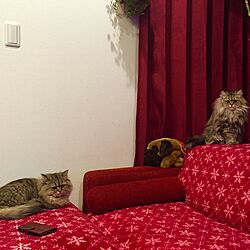 リビング/リビング階段にカーテン/赤が好き♡/ねこのいる風景/ペルシャ猫...などのインテリア実例 - 2016-02-07 21:01:19