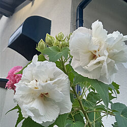 裏庭の花のインテリア実例 - 2021-09-19 07:35:05