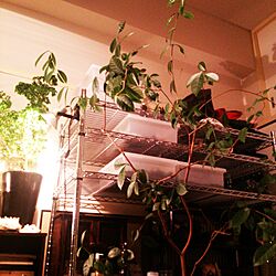 壁/天井/植物/植物のある部屋/植物のある生活のインテリア実例 - 2015-07-18 00:43:56