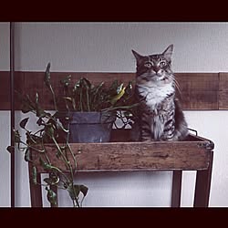 これが犯人(猫)/DIY/猫バカ部/ねこ部/「いや、食べてた╬」...などのインテリア実例 - 2015-04-24 00:14:58