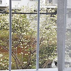リビング/団地暮らし/緑豊か/眺望/眺めの良い窓のインテリア実例 - 2021-04-10 05:55:13