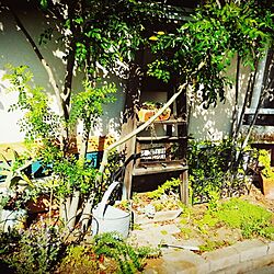 家の外の花壇/DIY/トネリコ/お花のある暮らし/多肉植物...などのインテリア実例 - 2015-04-28 16:00:41