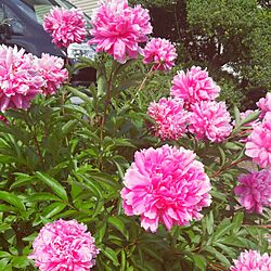 シャクヤク/庭の花のインテリア実例 - 2015-05-31 14:43:21