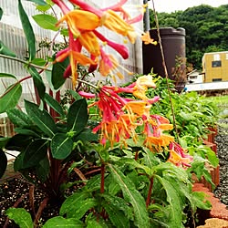 玄関/入り口/植物/日替わり投稿企画!木曜日/ロニセラ/雨水タンク...などのインテリア実例 - 2017-07-06 15:57:07