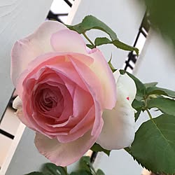 玄関/入り口/薔薇も有機で育ててます！/白が好き/ピエールドゥロンサール/薔薇...などのインテリア実例 - 2017-05-18 20:49:55