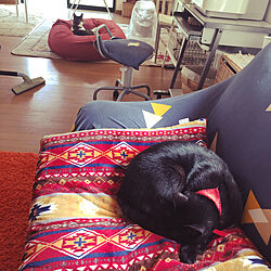 ソファーで寝る猫/ビーズクッションでくつろぐ猫/使っていない部屋の掃除/ねこのいる風景/白キジのん...などのインテリア実例 - 2021-03-29 12:21:20
