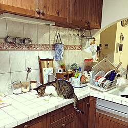 猫大好き/猫と暮らす/キッチンのインテリア実例 - 2022-02-03 08:58:51
