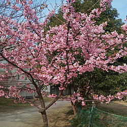 桜のインテリア実例 - 2021-03-13 22:47:40