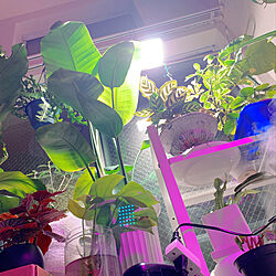 ジャングル。植物LEDライト/観葉植物/部屋全体のインテリア実例 - 2020-12-22 01:57:56