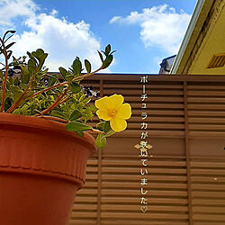 玄関/入り口/寄せ植え/ポーチュラカ/夏の空/お花のある暮らし...などのインテリア実例 - 2021-07-19 12:55:25