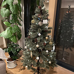 リビング/ウンベラータ成長中/クリスマスツリー150cm/コーヒーの木/北欧...などのインテリア実例 - 2021-12-24 23:30:55