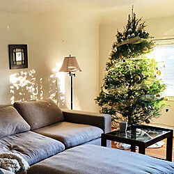 クリスマス/賃貸/間接照明/フロアランプ/生木のクリスマスツリー...などのインテリア実例 - 2021-12-09 08:29:22