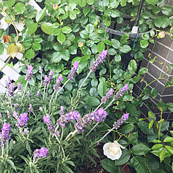 庭/ラベンダー/ベランダガーデン/バラが好き/お花のある暮らし...などのインテリア実例 - 2019-05-04 10:07:53