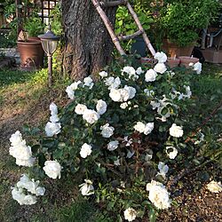 玄関/入り口/庭/薔薇の花/薔薇が好きだった父/Satochan Garden ❇︎...などのインテリア実例 - 2015-05-19 18:24:02