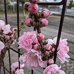 玄関/入り口/庭の花/花壇の花/さくら/ピンク...などのインテリア実例 - 2021-03-20 10:56:57