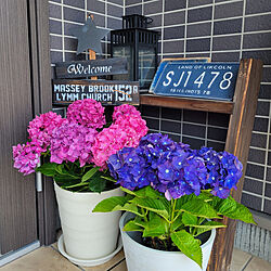玄関/入り口/紫陽花のインテリア実例 - 2022-06-17 12:48:05