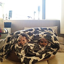 トイプードル♡/クッション/毛布の中には犬がいます/兵庫支部のインテリア実例 - 2015-01-10 15:21:35