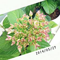 紫陽花/紫陽花バカ♥/いつもいいねありがとうございます♡のインテリア実例 - 2014-05-29 15:10:22