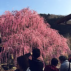 春/枝垂れ梅のインテリア実例 - 2017-03-04 22:33:28