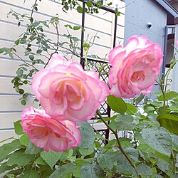 玄関/入り口/薔薇庭/薔薇ニコール/お手入れしてもらえなかった薔薇/気づいたら満開過ぎてました...などのインテリア実例 - 2024-05-02 08:24:07