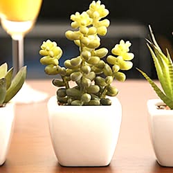 植物のインテリア実例 - 2013-03-26 15:03:39