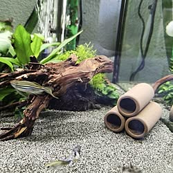 熱帯魚/海水魚/置物/水槽/ペット用品...などのインテリア実例 - 2022-05-29 20:00:15