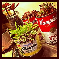 キャンベル/リコラ/グリーン/リメイク缶/多肉植物...などのインテリア実例 - 2013-01-17 20:48:47
