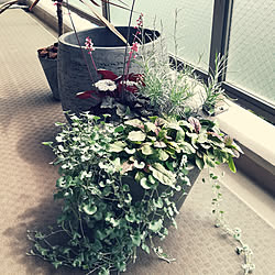 寄せ植え好き/植物のある暮らし/ヒューケラ/ディコンドラシルバーフォール/カレープラント...などのインテリア実例 - 2018-06-18 10:11:11