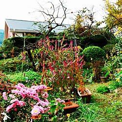 部屋全体/カメラマーク消し☆/沢山の植物を趣味で！/向かいのお家の植物園から〜/朝のハル散歩 ฅ՞•ﻌ•՞ฅﾜﾝ♥...などのインテリア実例 - 2017-11-30 12:22:01