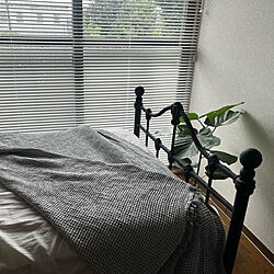ウンベラータ/観葉植物/ベッド周りのインテリア実例 - 2022-08-13 21:23:48