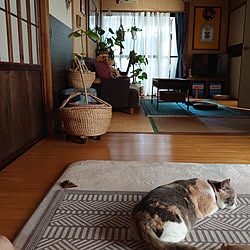 平屋暮らし/猫と暮らす/保護猫/三毛猫/癒し...などのインテリア実例 - 2022-06-03 17:04:55