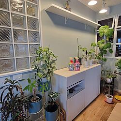 部屋全体/ガーデニング/花のある暮らし/害虫対策/アースガーデン...などのインテリア実例 - 2024-04-08 07:43:43