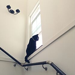 階段からの眺め/猫のいる暮らしのインテリア実例 - 2016-01-14 11:42:29