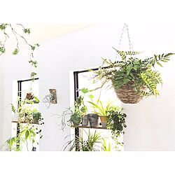 棚/ボタニカルライフ/植物のある暮らし/植物/漆喰壁DIY...などのインテリア実例 - 2017-04-06 12:43:04