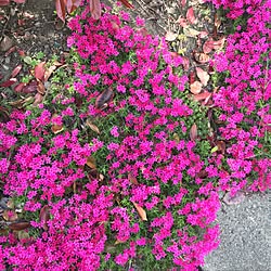 玄関/入り口/花のある生活/観葉植物のインテリア実例 - 2017-05-04 22:57:44