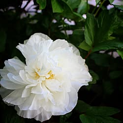 玄関/入り口/牡丹/植物のある生活/花のある暮らし/花のある生活...などのインテリア実例 - 2017-05-09 11:30:18