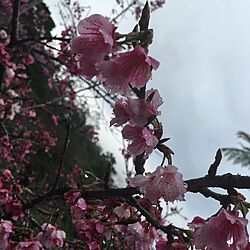 部屋全体/smile/okinawa/Cherry blossoms/雨女...などのインテリア実例 - 2016-02-14 23:04:22
