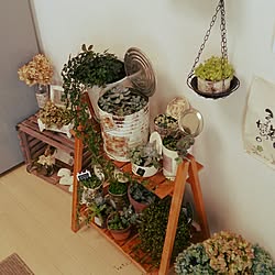 棚/植物/多肉植物/観葉植物のインテリア実例 - 2014-07-20 13:10:39