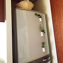 キッチン/アイビー水挿し/冷蔵庫のマグネット/観葉植物のインテリア実例 - 2015-07-26 09:36:10